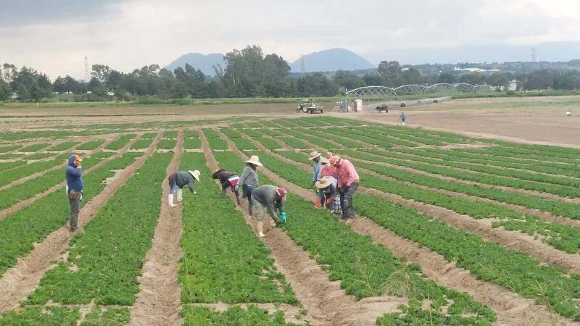 Campo, siembra, campesinos (2)